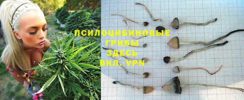 Псилоцибиновые грибы MAGIC MUSHROOMS  Адыгейск 